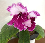 AS-PUCKER UP IN BLOOM