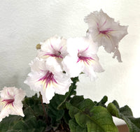 AS-ROMANCE leaf section