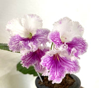 AS-VICTORIAN LADY leaf section