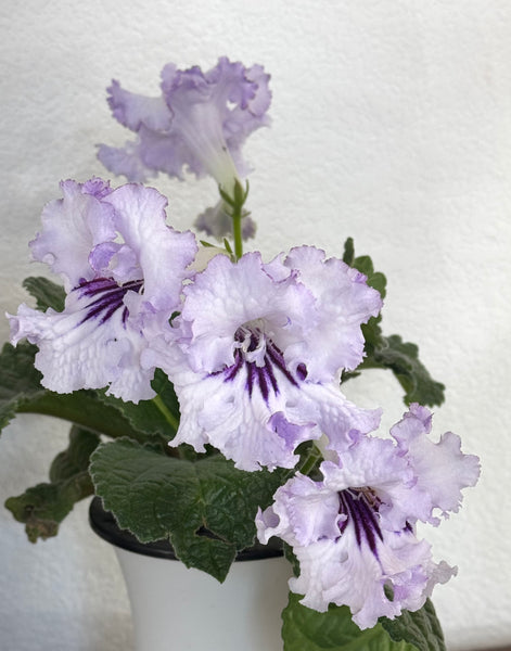 DS-LAVENDER ELK leaf section