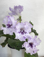 DS-LAVENDER ELK