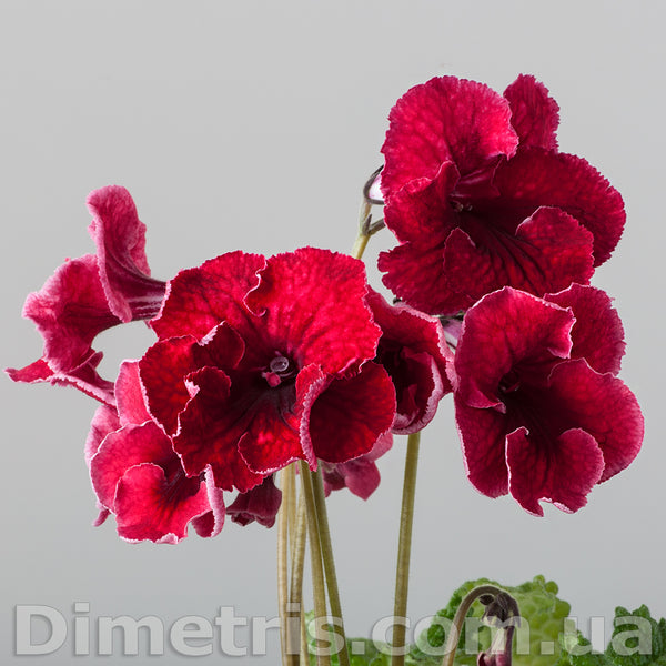DS-POPPY