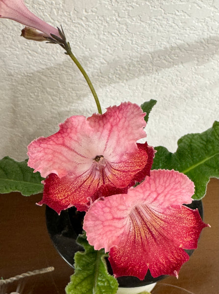 HOT LIPS leaf section