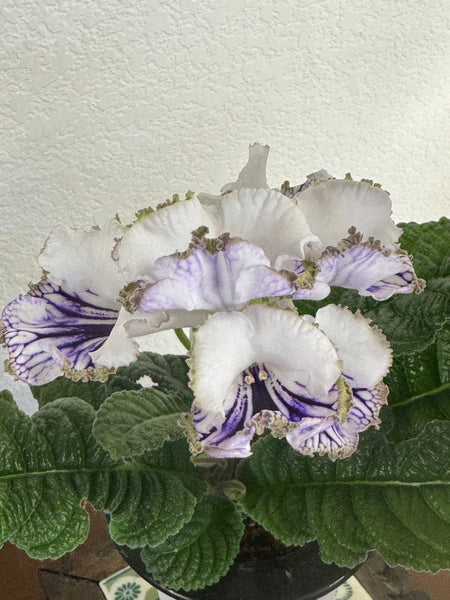 KT-Cartier leaf section