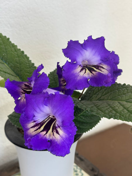 RPA-NIGHT ANGEL leaf section