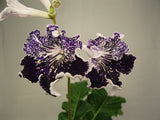 UA-INDIGO leaf section