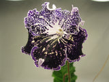UA-INDIGO leaf section