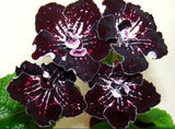 UA-PHALAENOPSIS leaf section