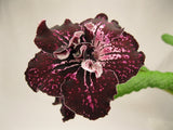 UA-PHALAENOPSIS leaf section
