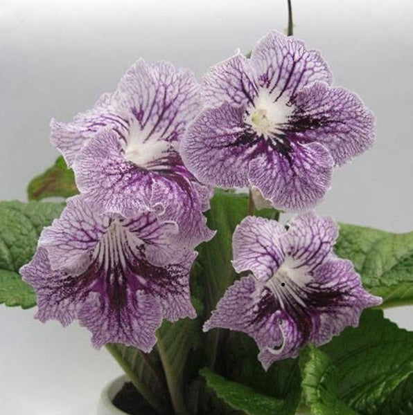 UA-WILD ORCHID