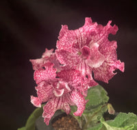 AS-BLACK CHERRY FROST
