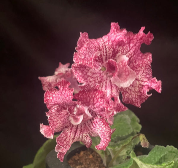 AS-BLACK CHERRY FROST