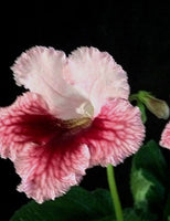AS-WILD CHERRY LACE