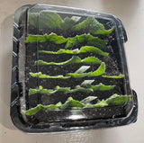 Propagation Trays